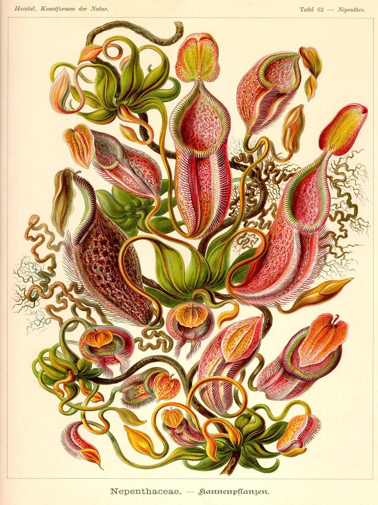 Nepenthes (Nepenthaceae). - Kannenpflanzen