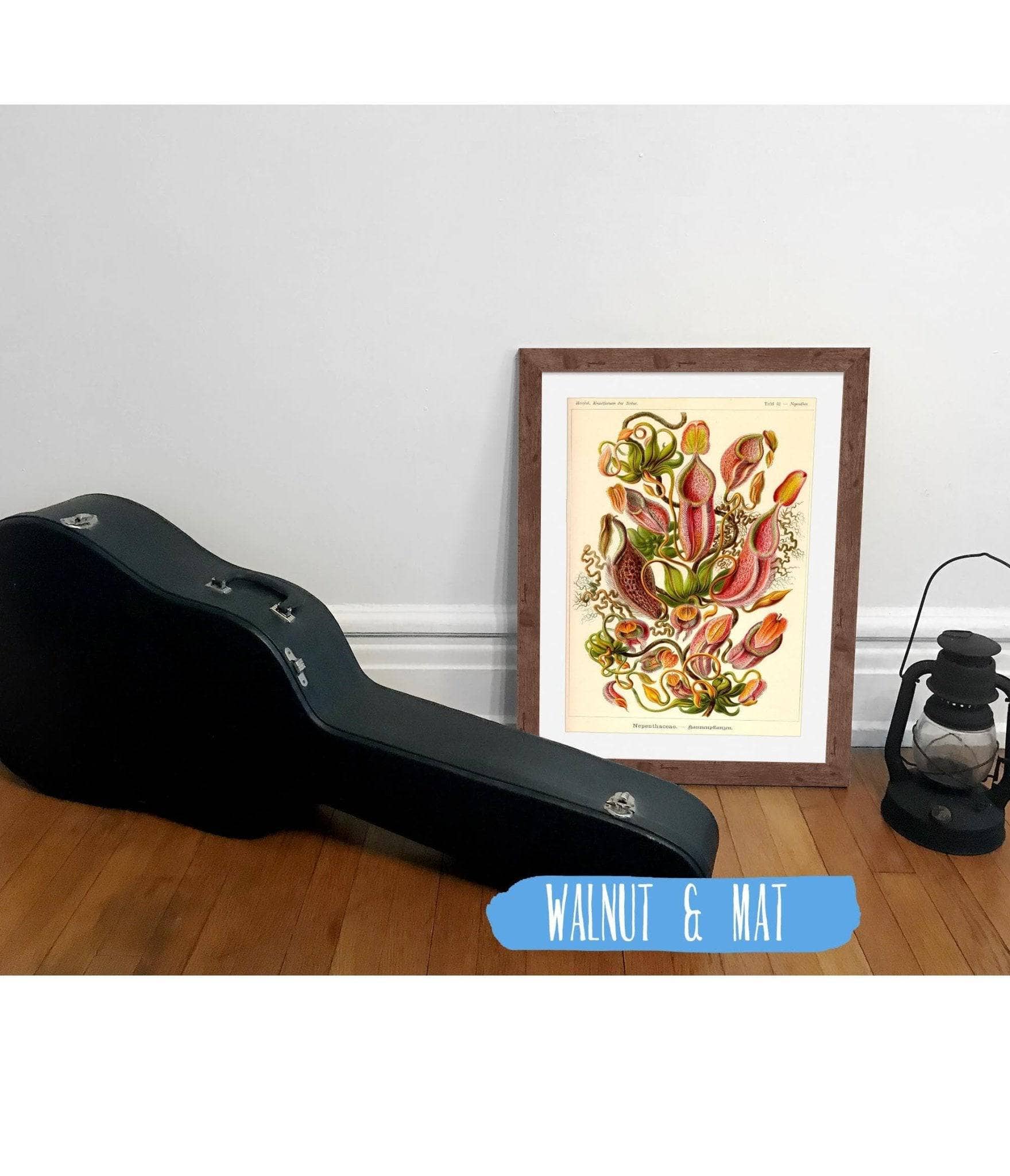 Nepenthes (Nepenthaceae). - Kannenpflanzen