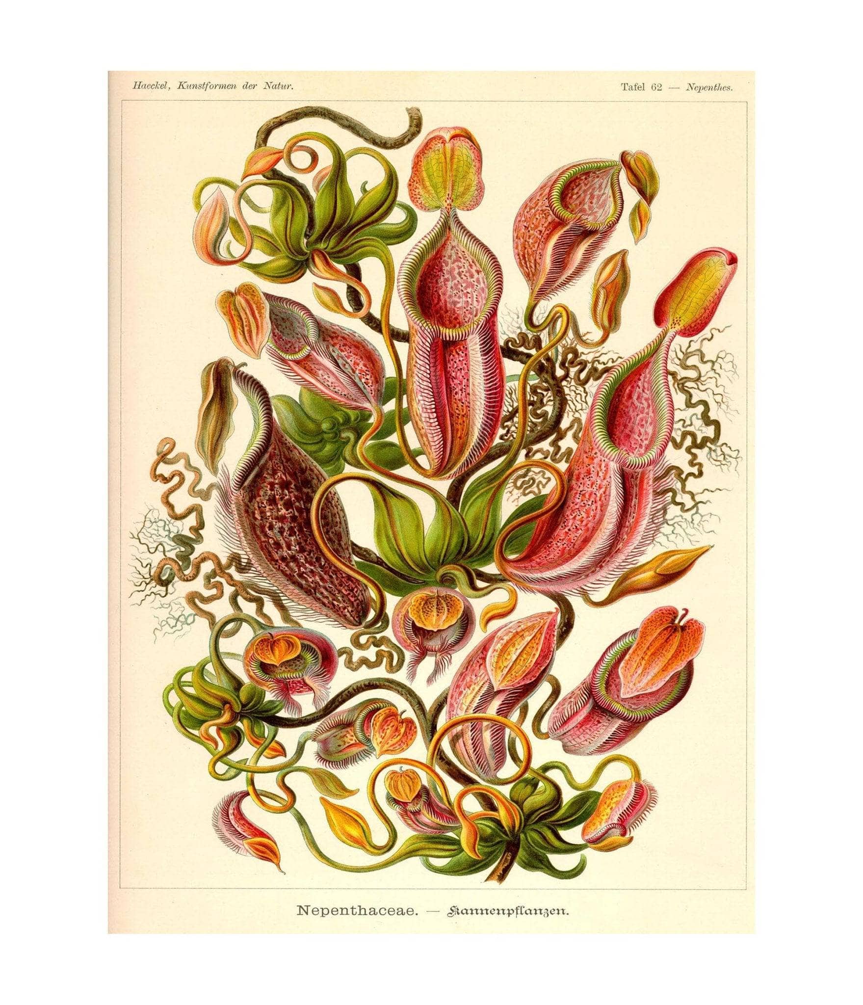 Nepenthes (Nepenthaceae). - Kannenpflanzen