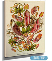 Nepenthes (Nepenthaceae). - Kannenpflanzen