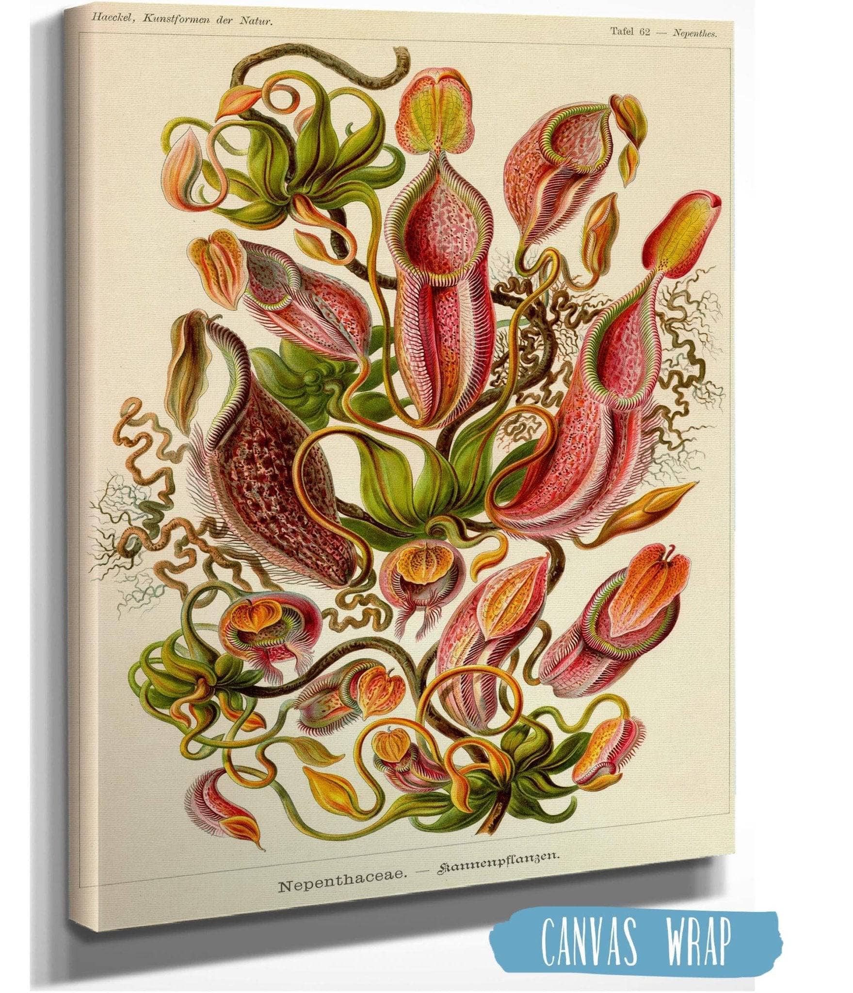 Nepenthes (Nepenthaceae). - Kannenpflanzen