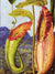 Nepenthes Northiana By Marianne North