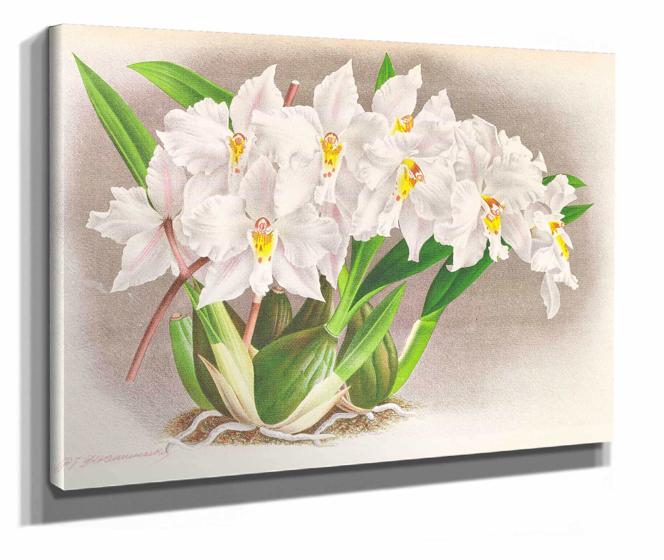 Odontoglossum Alexandrae by Jean Jules Linden