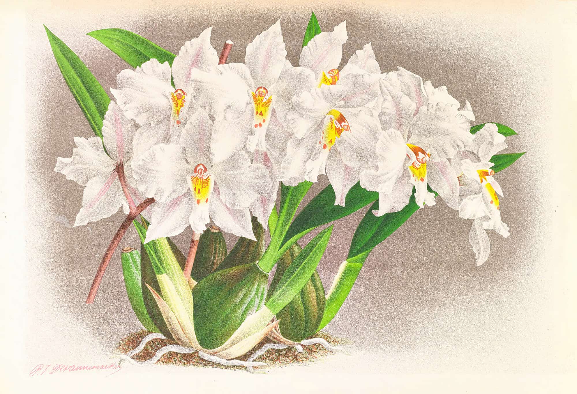 Odontoglossum Alexandrae by Jean Jules Linden
