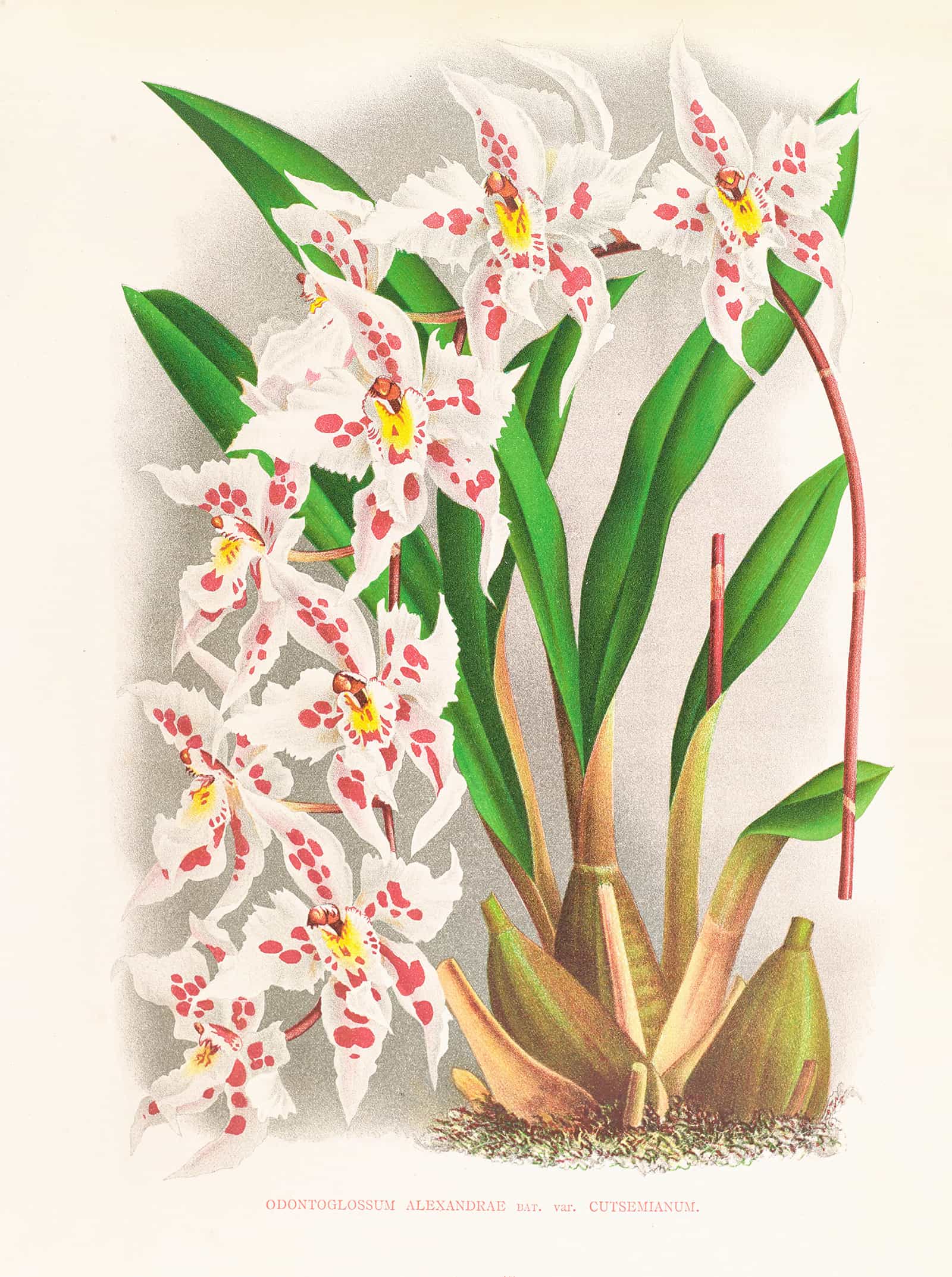 Odontoglossum Alexandrae Var Cutsemianum by Jean Jules Linden