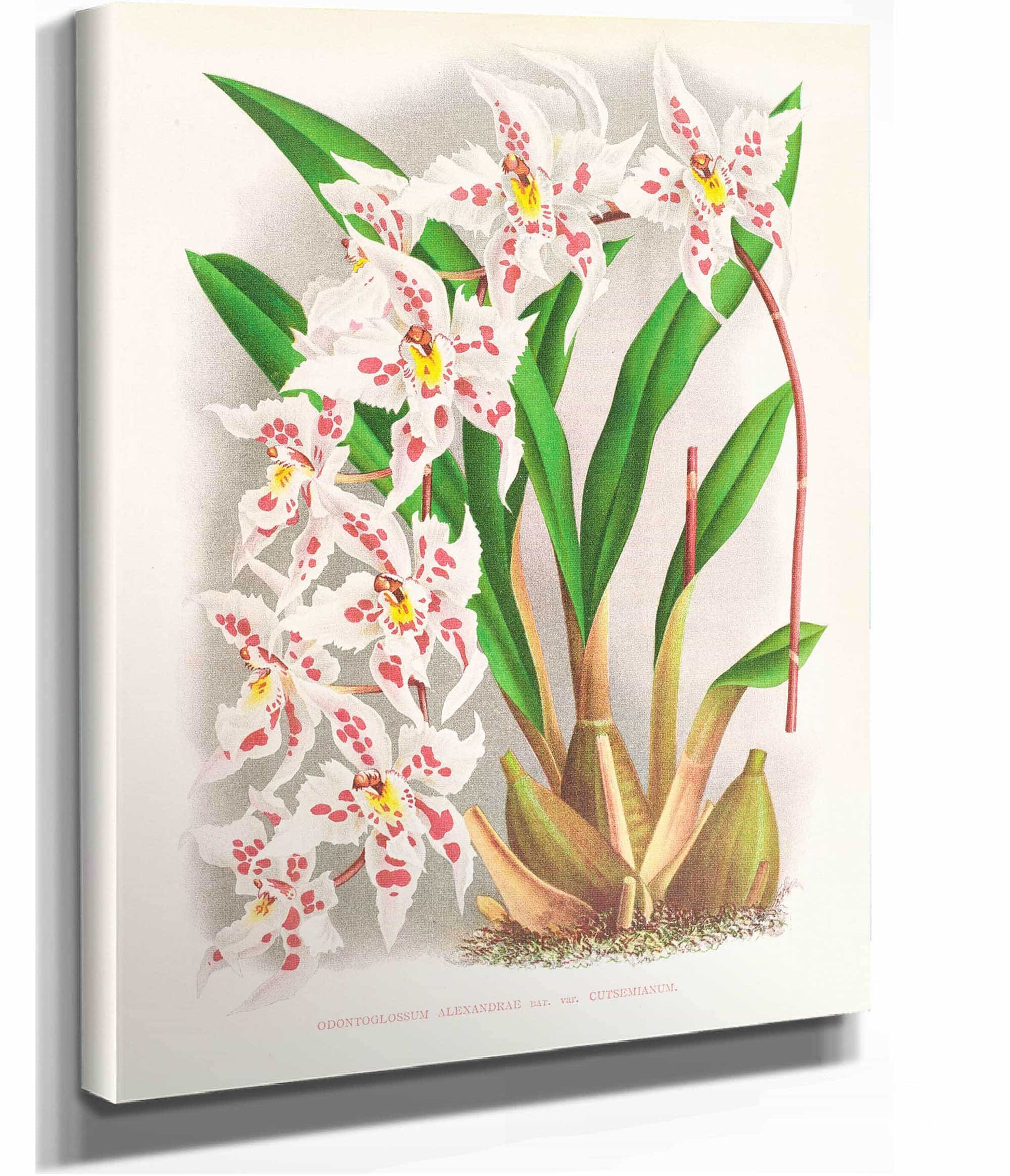 Odontoglossum Alexandrae Var Cutsemianum by Jean Jules Linden