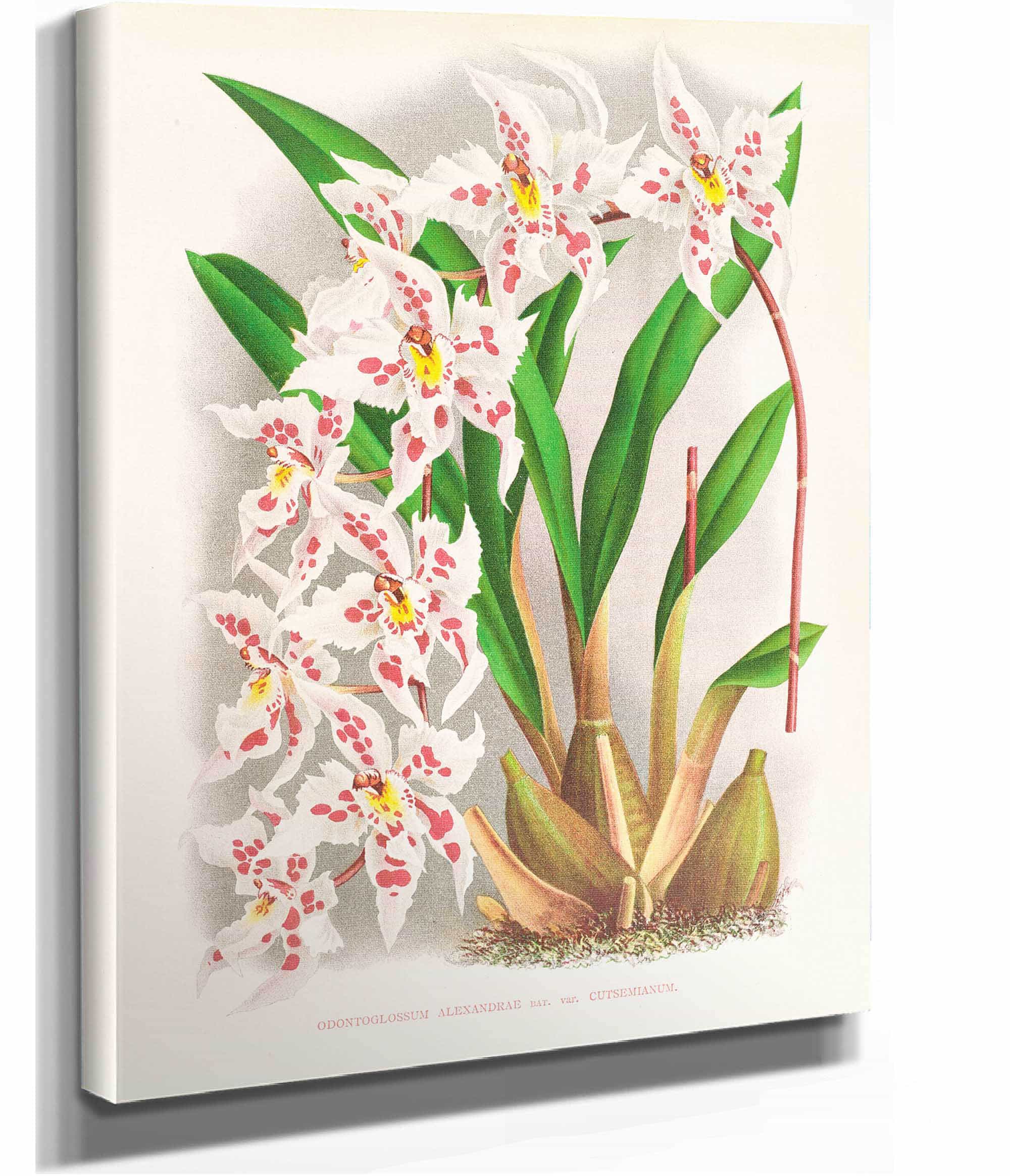 Odontoglossum Alexandrae Var Cutsemianum by Jean Jules Linden