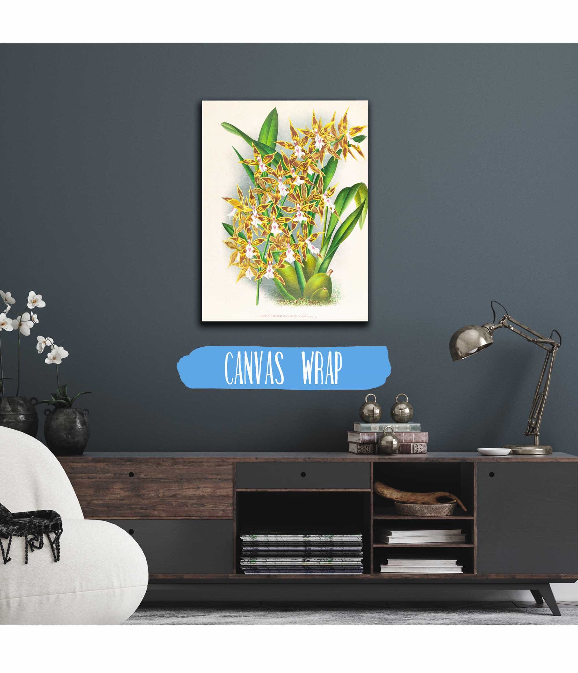 Odontoglossum Boddaertianum by Jean Jules Linden
