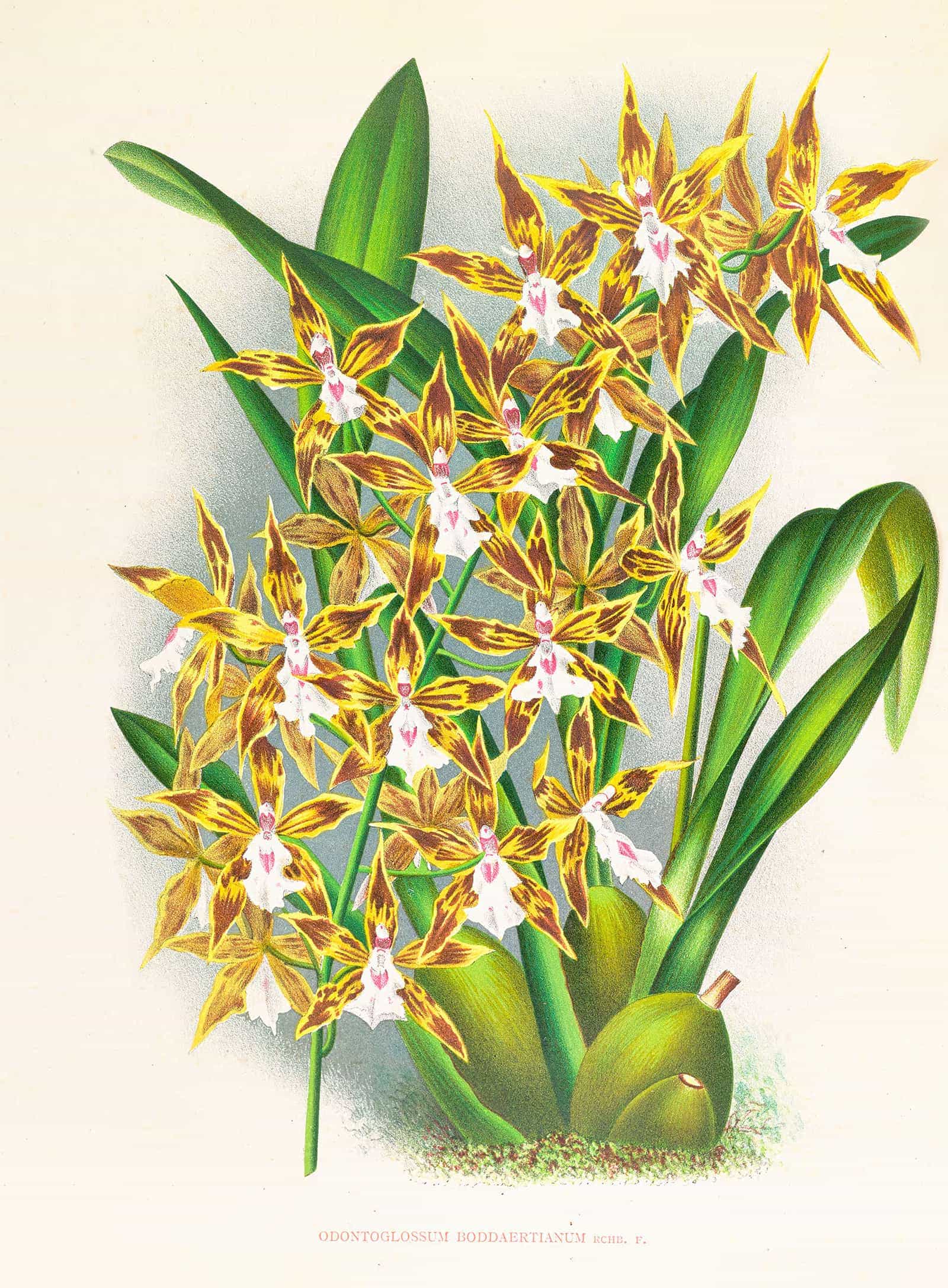 Odontoglossum Boddaertianum by Jean Jules Linden