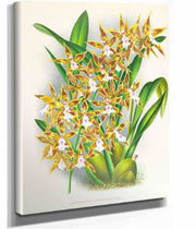 Odontoglossum Boddaertianum by Jean Jules Linden