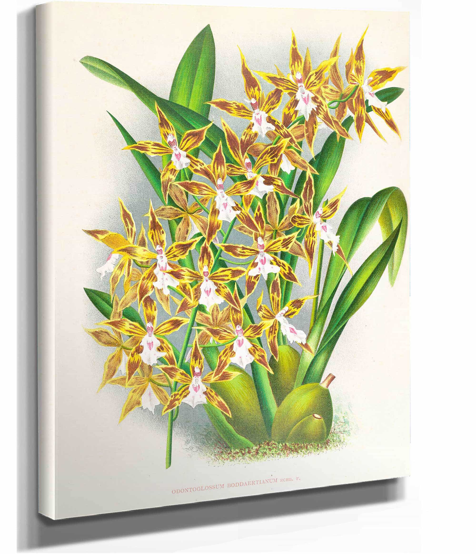 Odontoglossum Boddaertianum by Jean Jules Linden