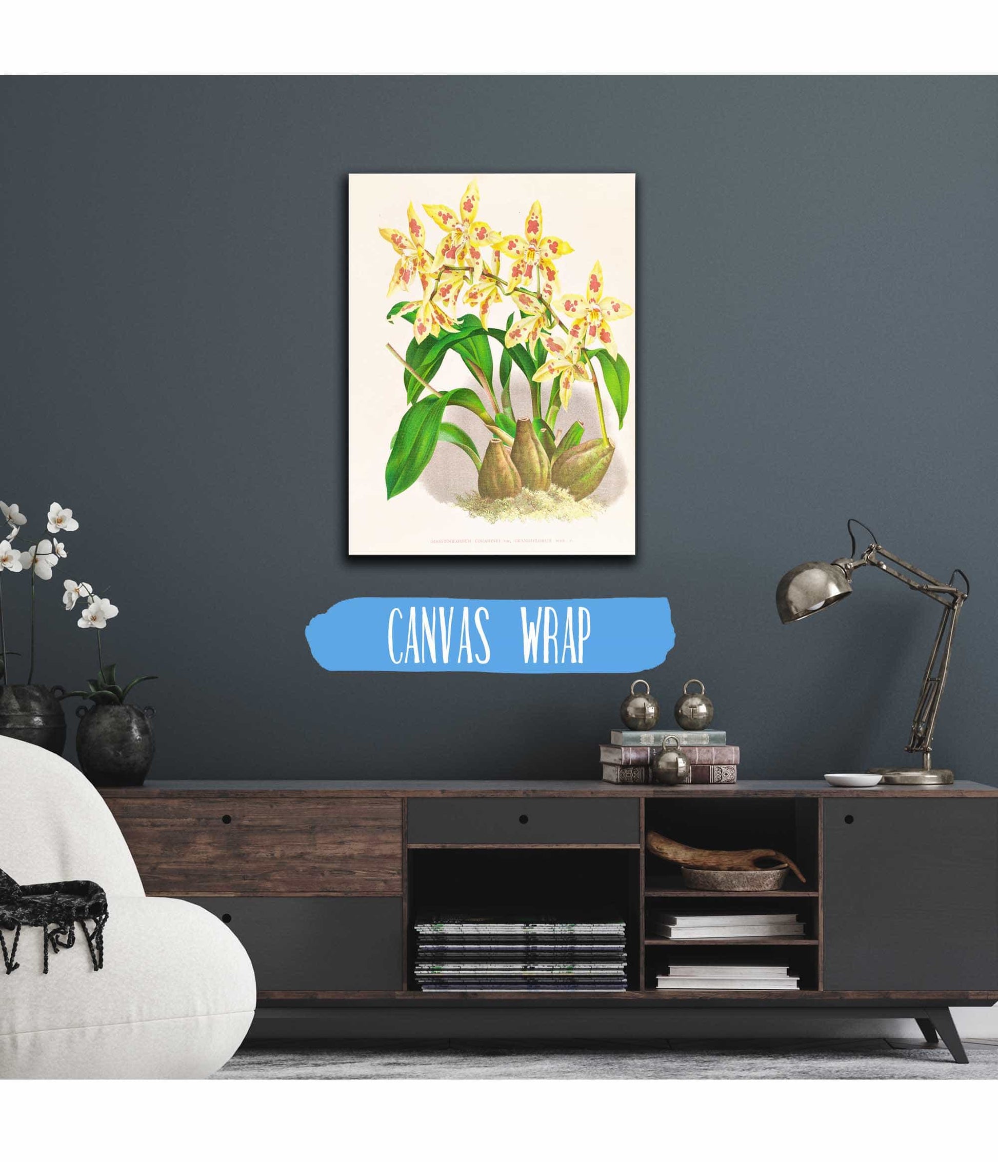 Odontoglossum Coradinei Var Grandiflorum by Jean Jules Linden
