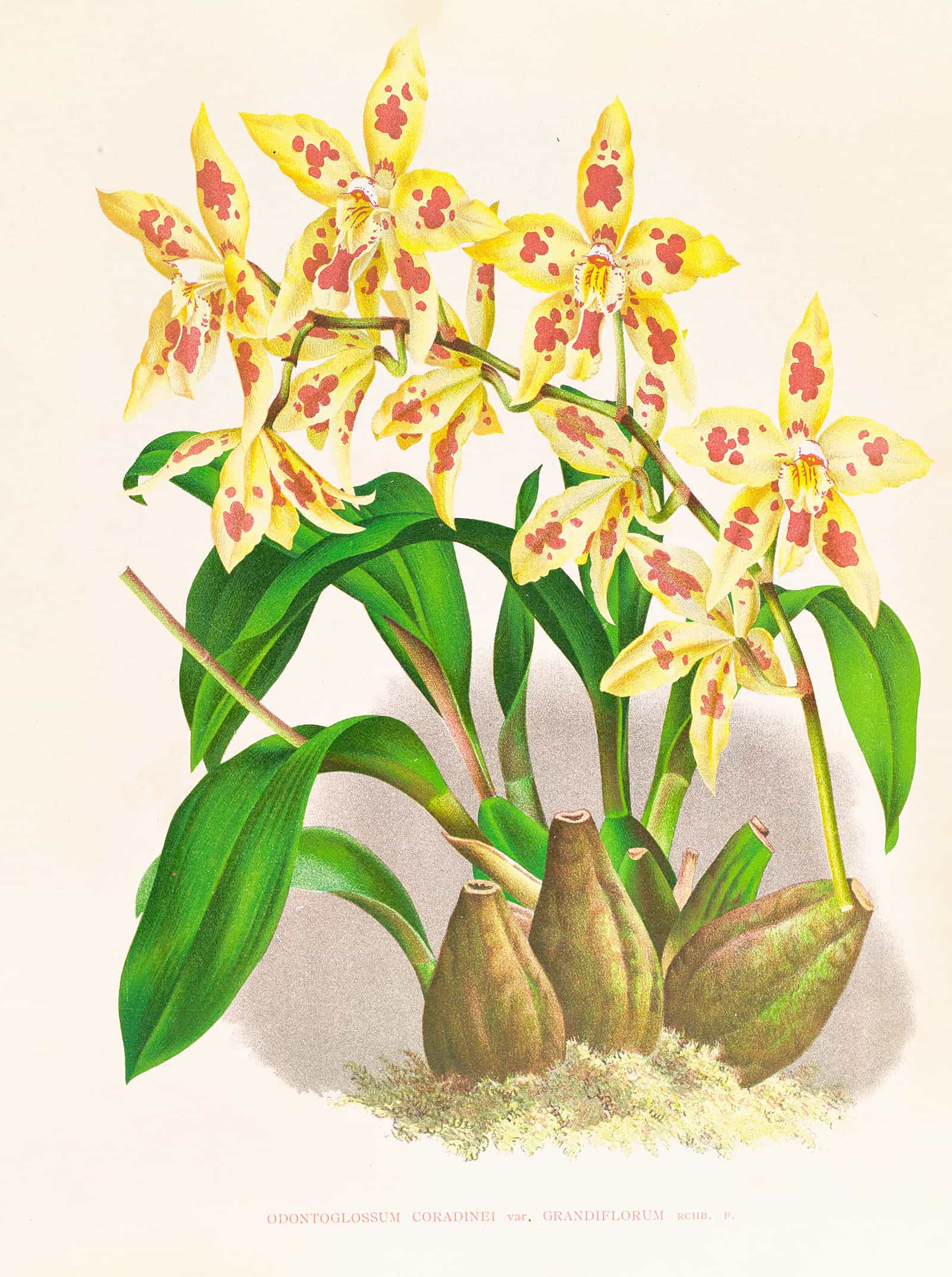 Odontoglossum Coradinei Var Grandiflorum by Jean Jules Linden
