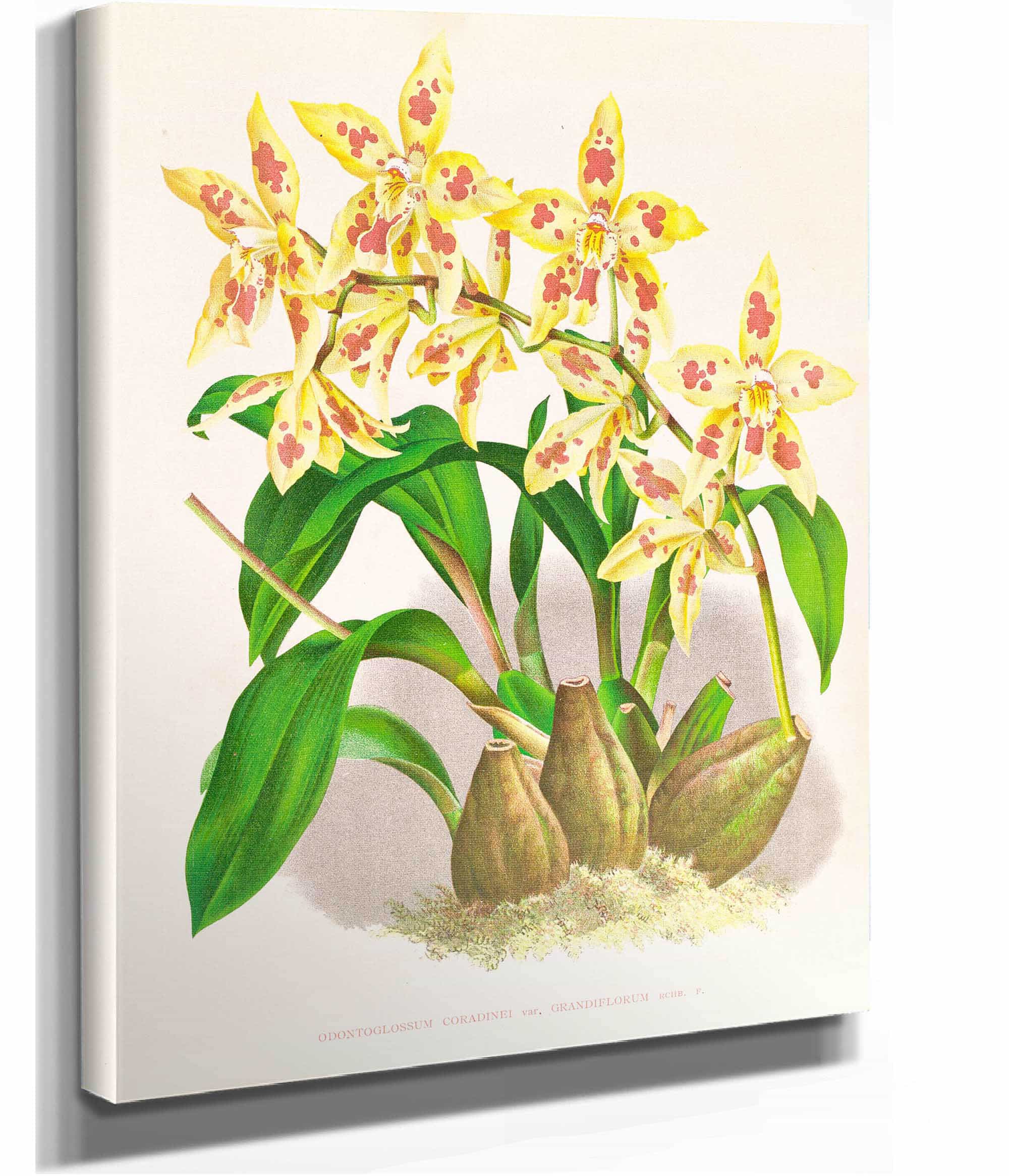 Odontoglossum Coradinei Var Grandiflorum by Jean Jules Linden