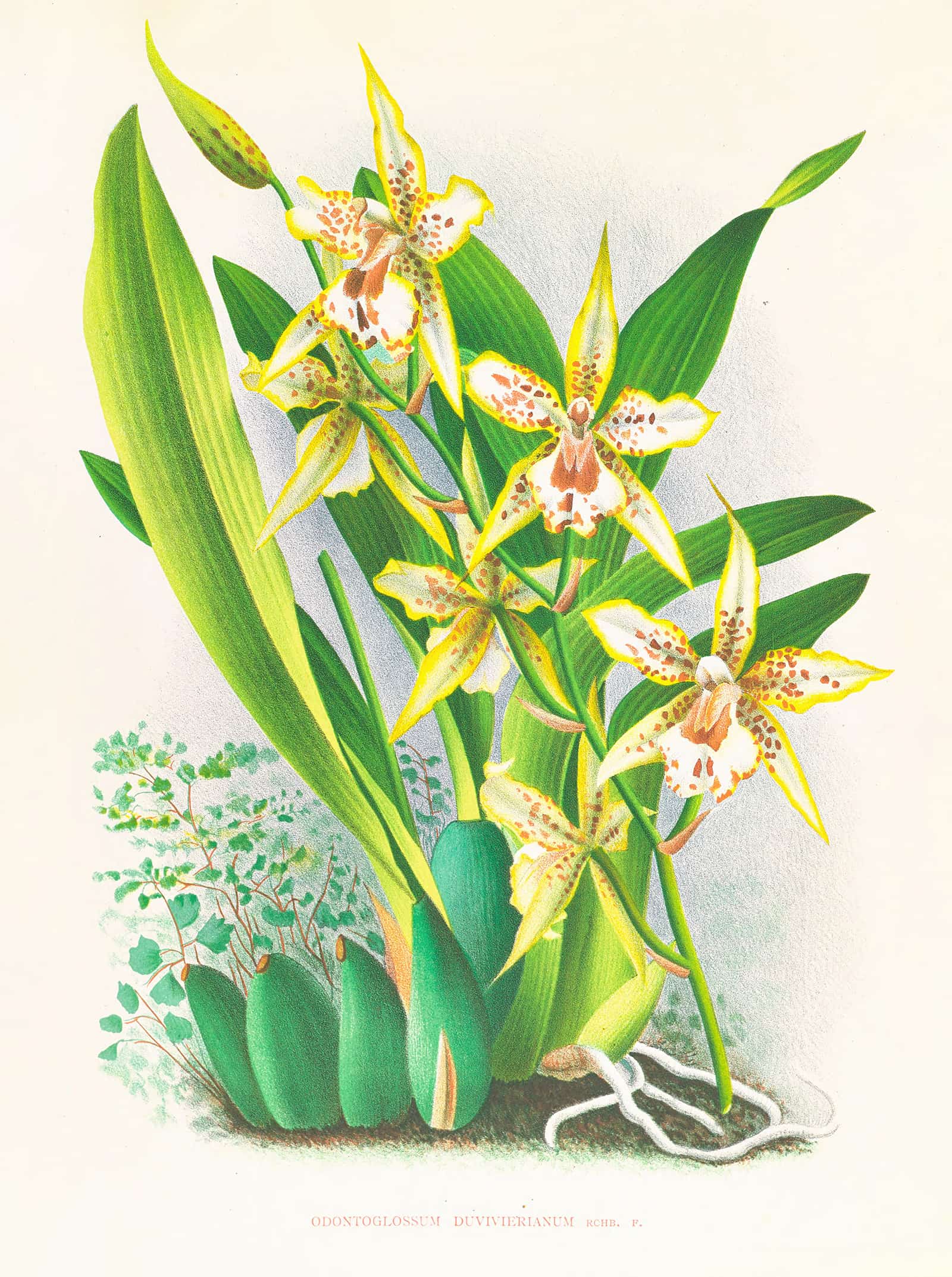 Odontoglossum Duvivierianum by Jean Jules Linden