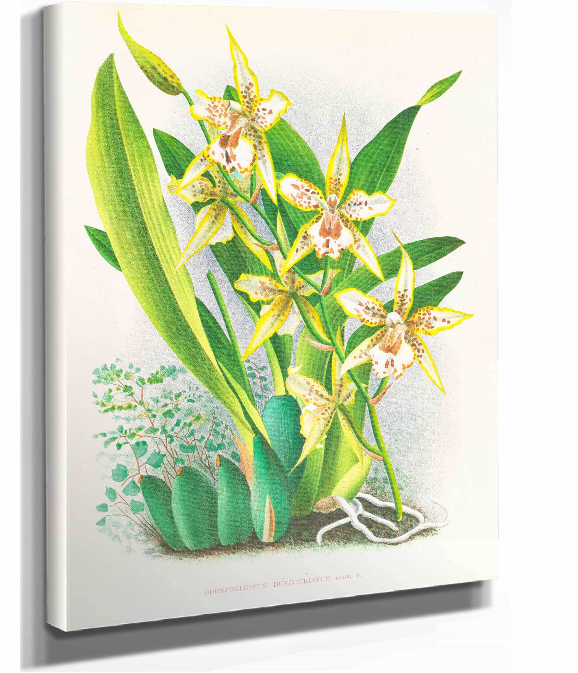 Odontoglossum Duvivierianum by Jean Jules Linden
