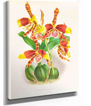 Odontoglossum Grande by Jean Jules Linden