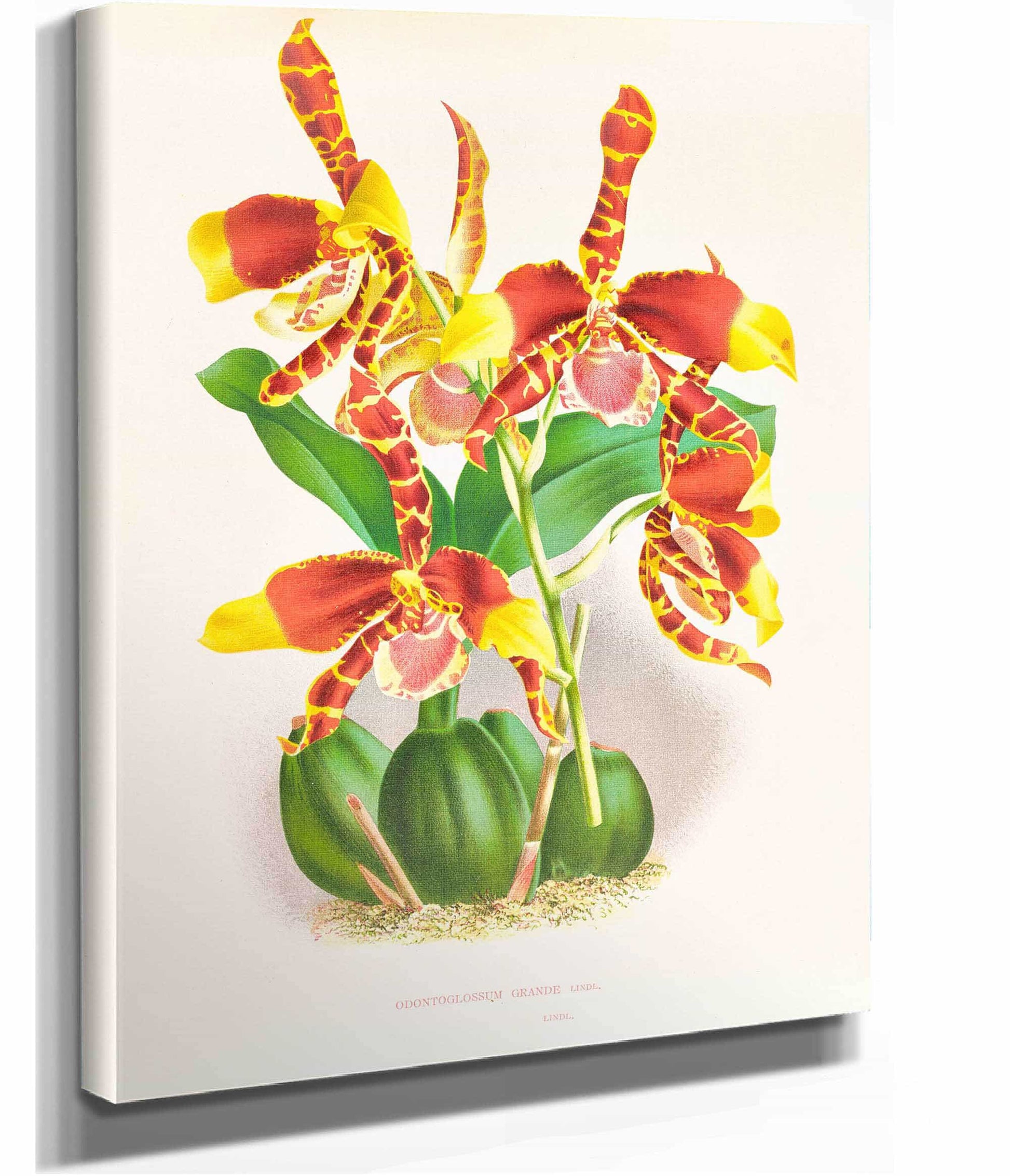 Odontoglossum Grande by Jean Jules Linden