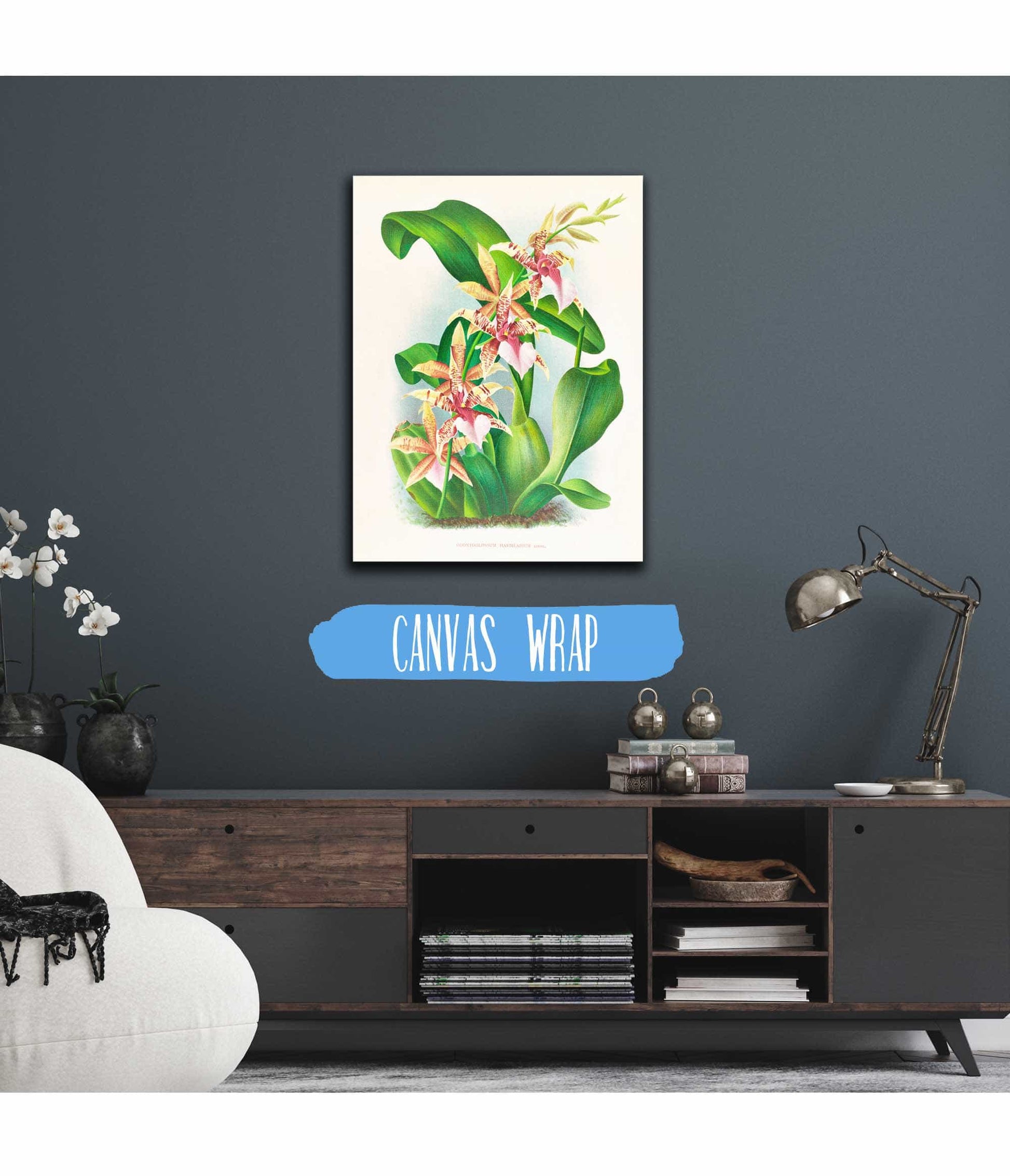 Odontoglossum Hastilabium by Jean Jules Linden
