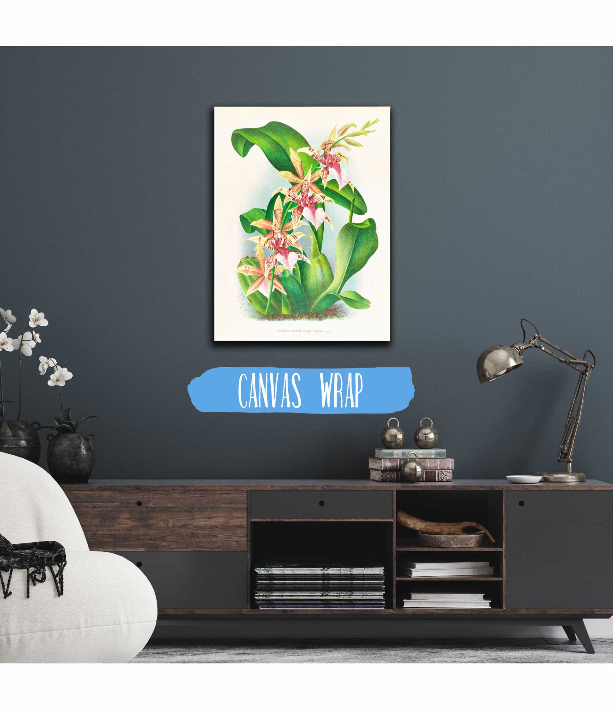 Odontoglossum Hastilabium by Jean Jules Linden