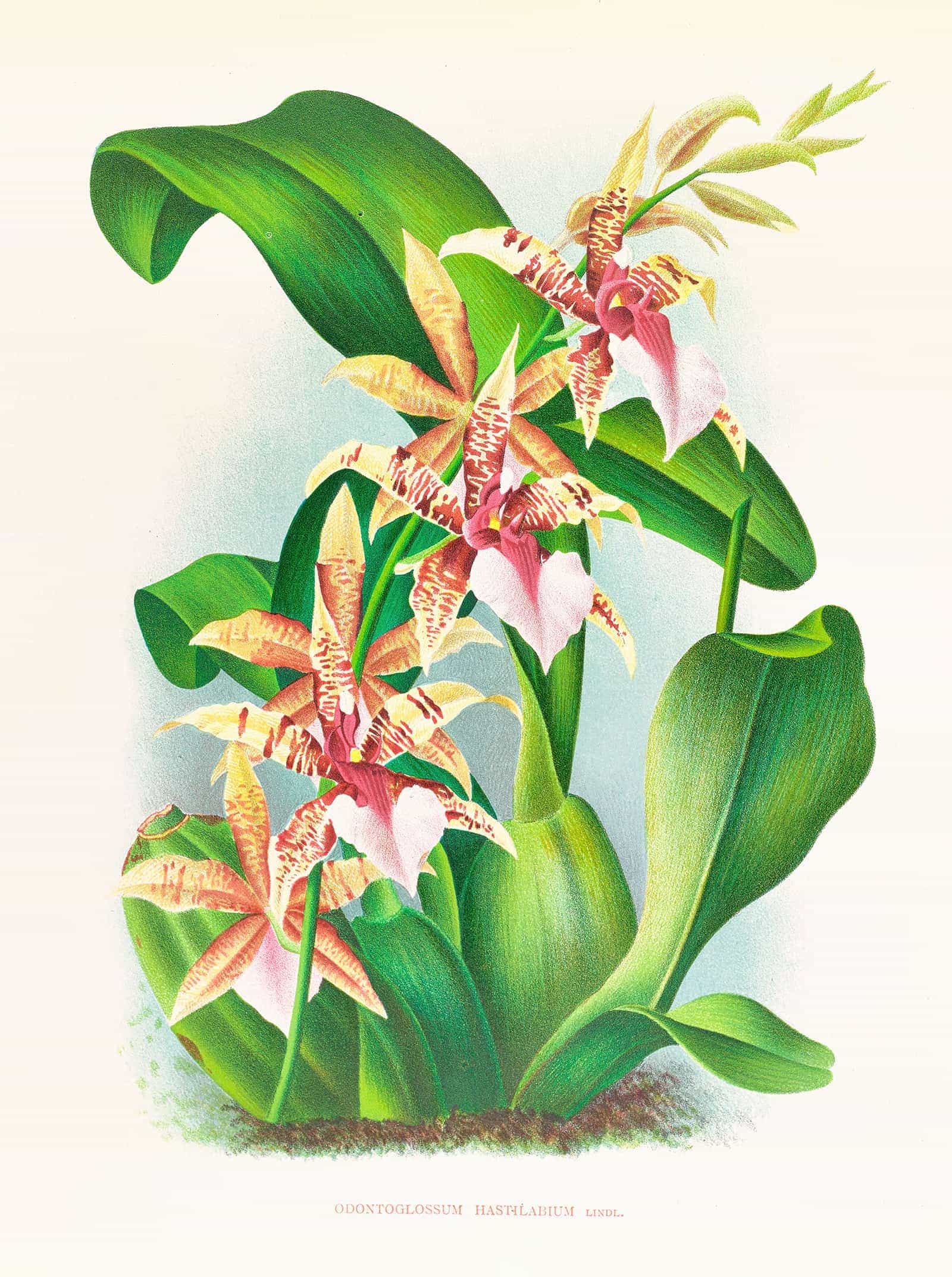Odontoglossum Hastilabium by Jean Jules Linden