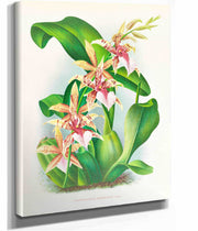 Odontoglossum Hastilabium by Jean Jules Linden