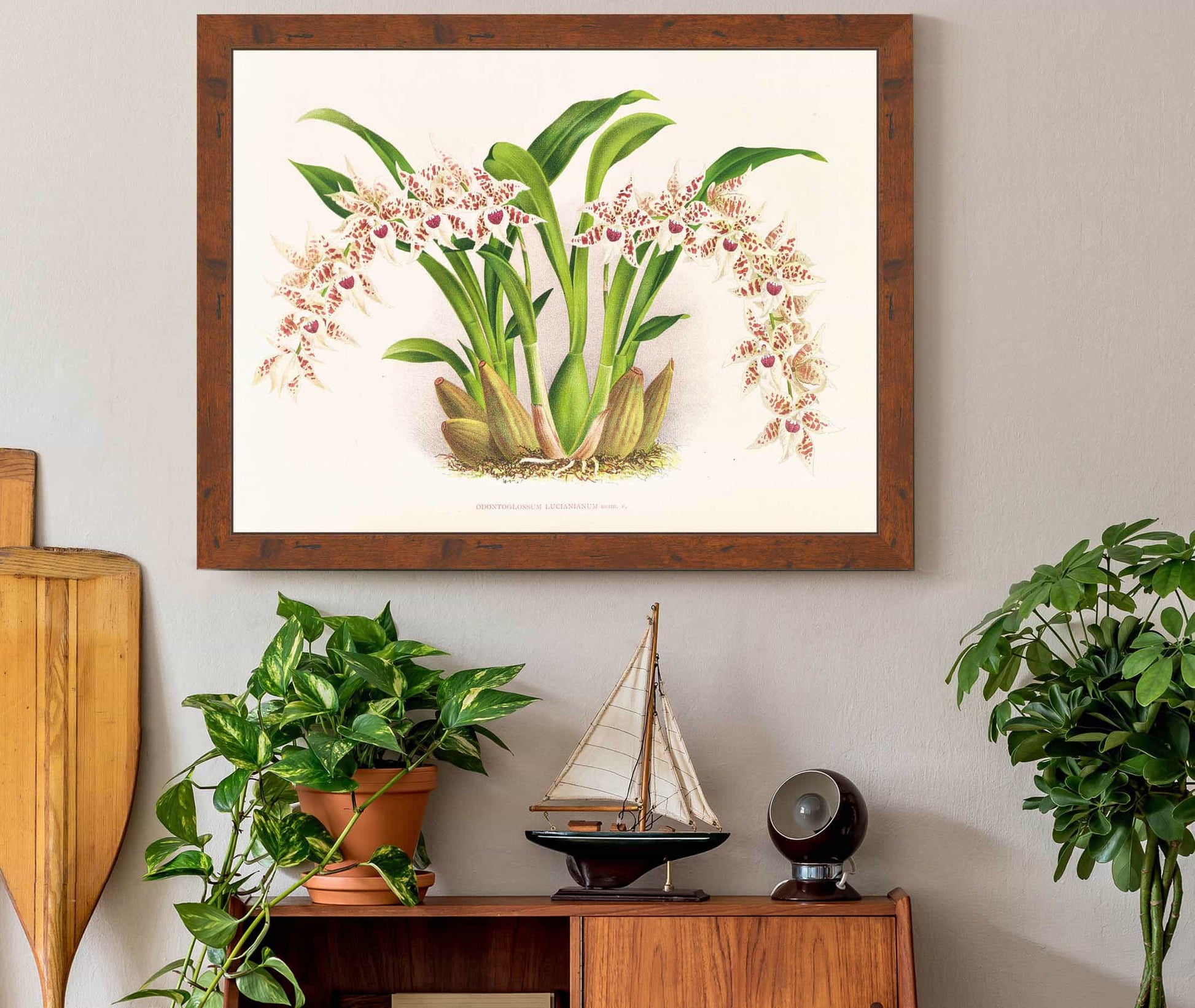 Odontoglossum Lucianianum by Jean Jules Linden