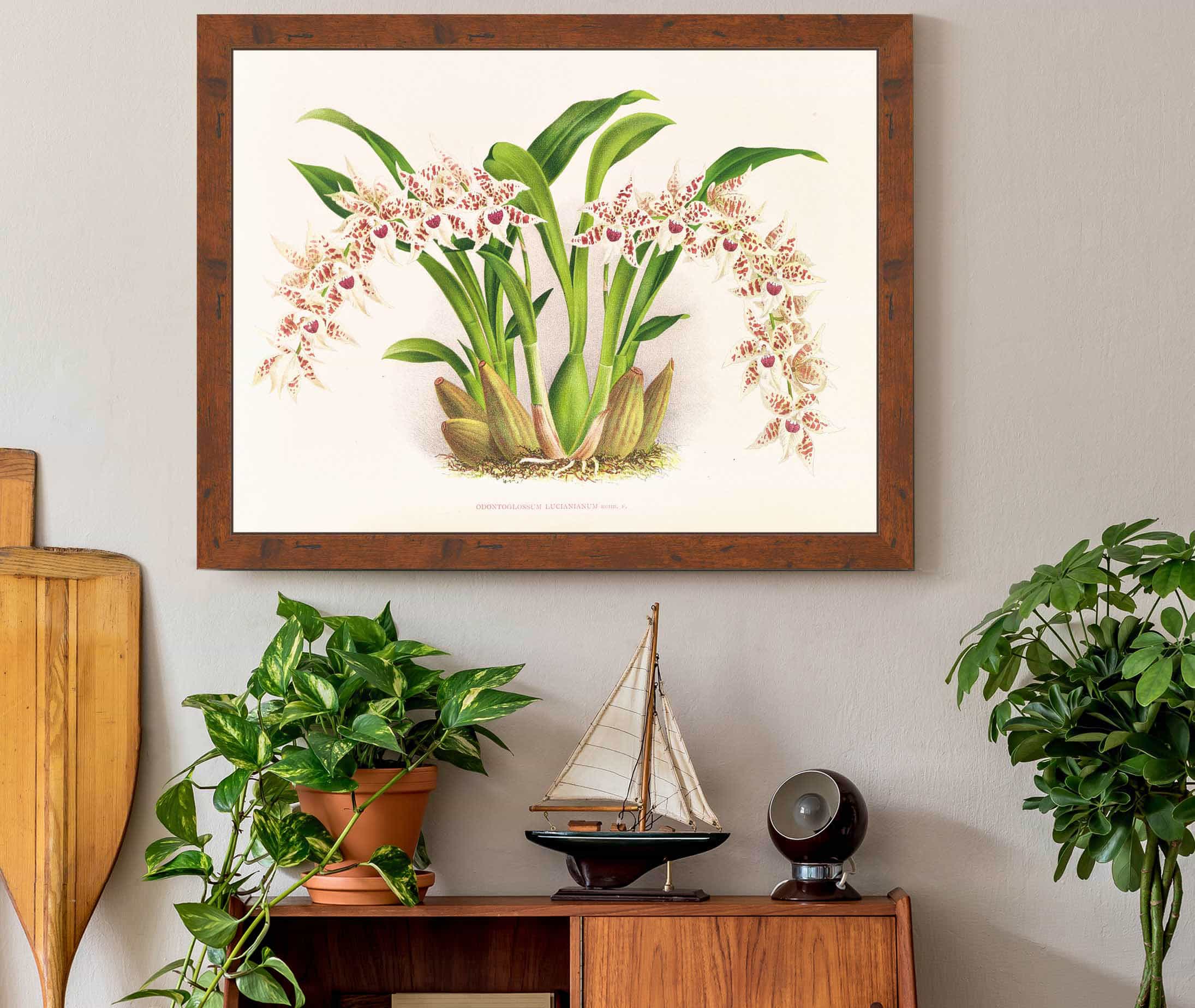 Odontoglossum Lucianianum by Jean Jules Linden