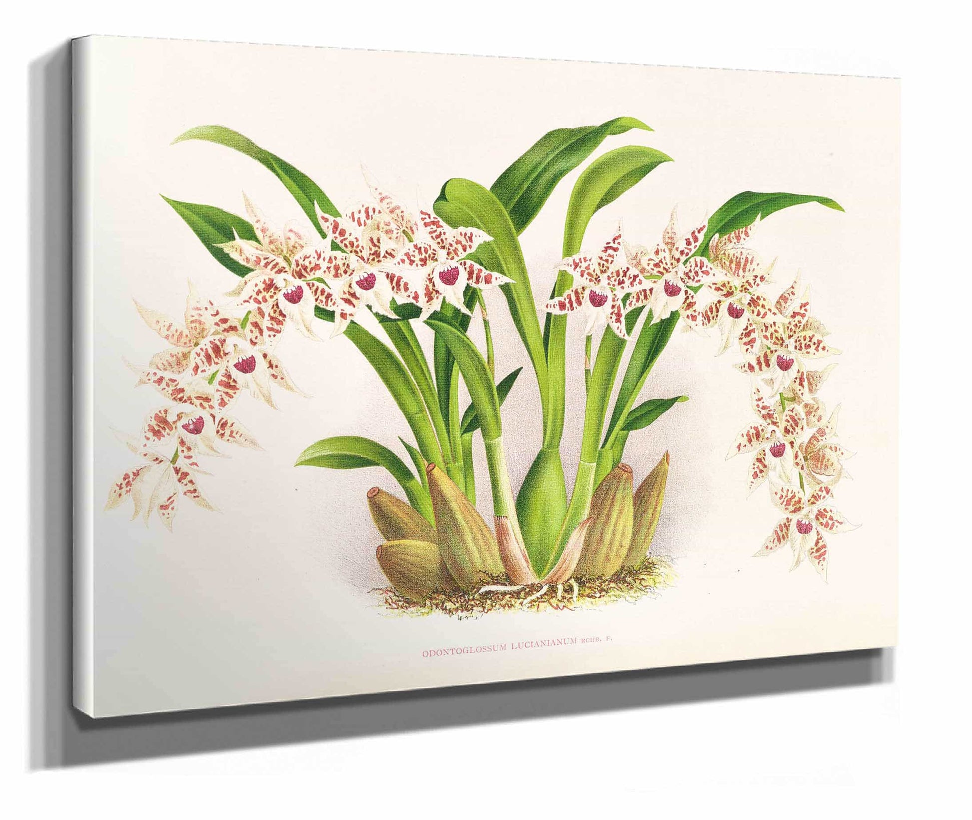 Odontoglossum Lucianianum by Jean Jules Linden