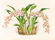 Odontoglossum Lucianianum by Jean Jules Linden