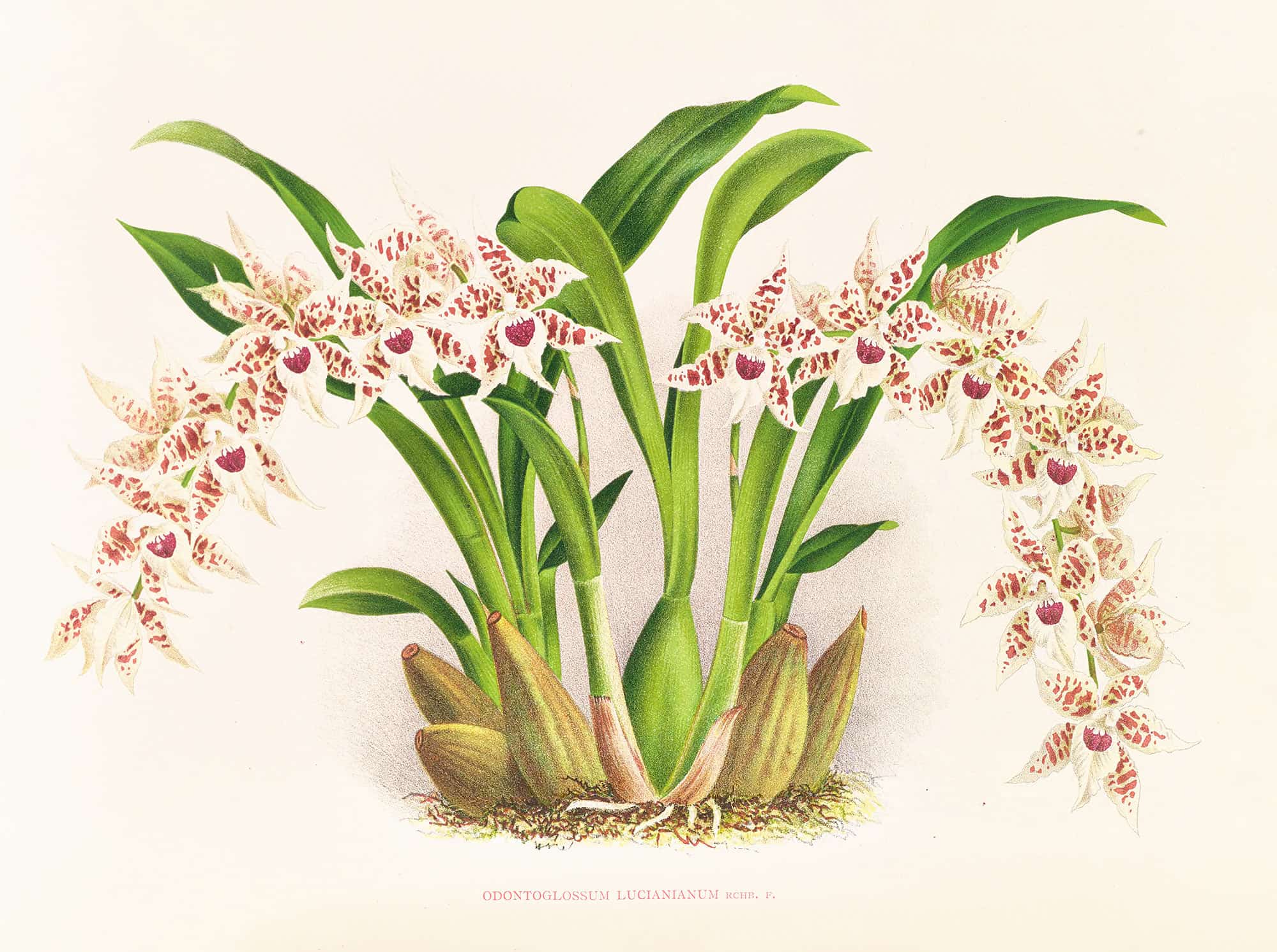 Odontoglossum Lucianianum by Jean Jules Linden