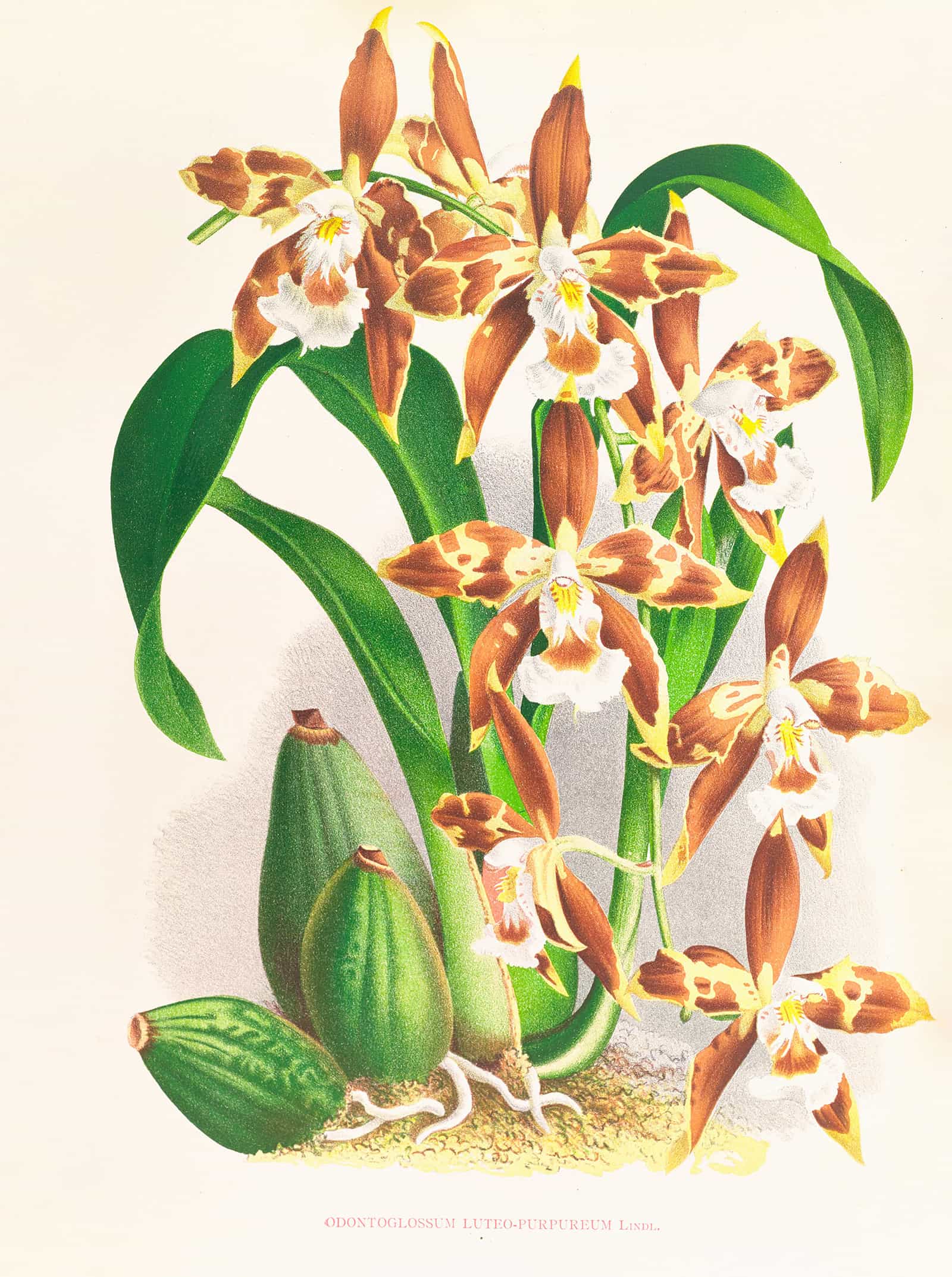 Odontoglossum Luteo Purpureum by Jean Jules Linden