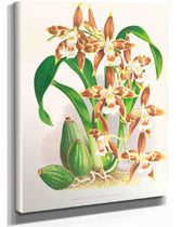 Odontoglossum Luteo Purpureum by Jean Jules Linden
