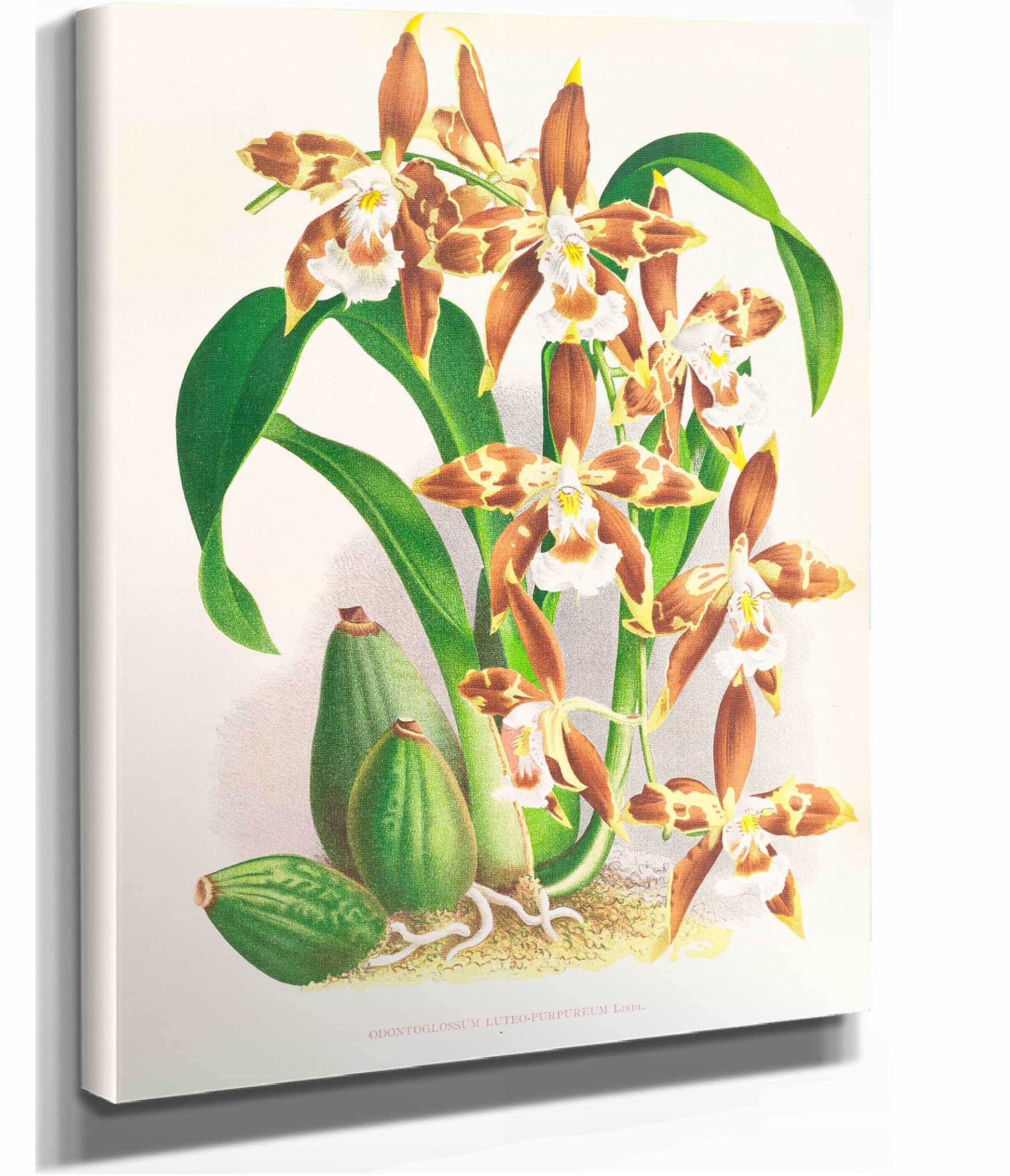 Odontoglossum Luteo Purpureum by Jean Jules Linden