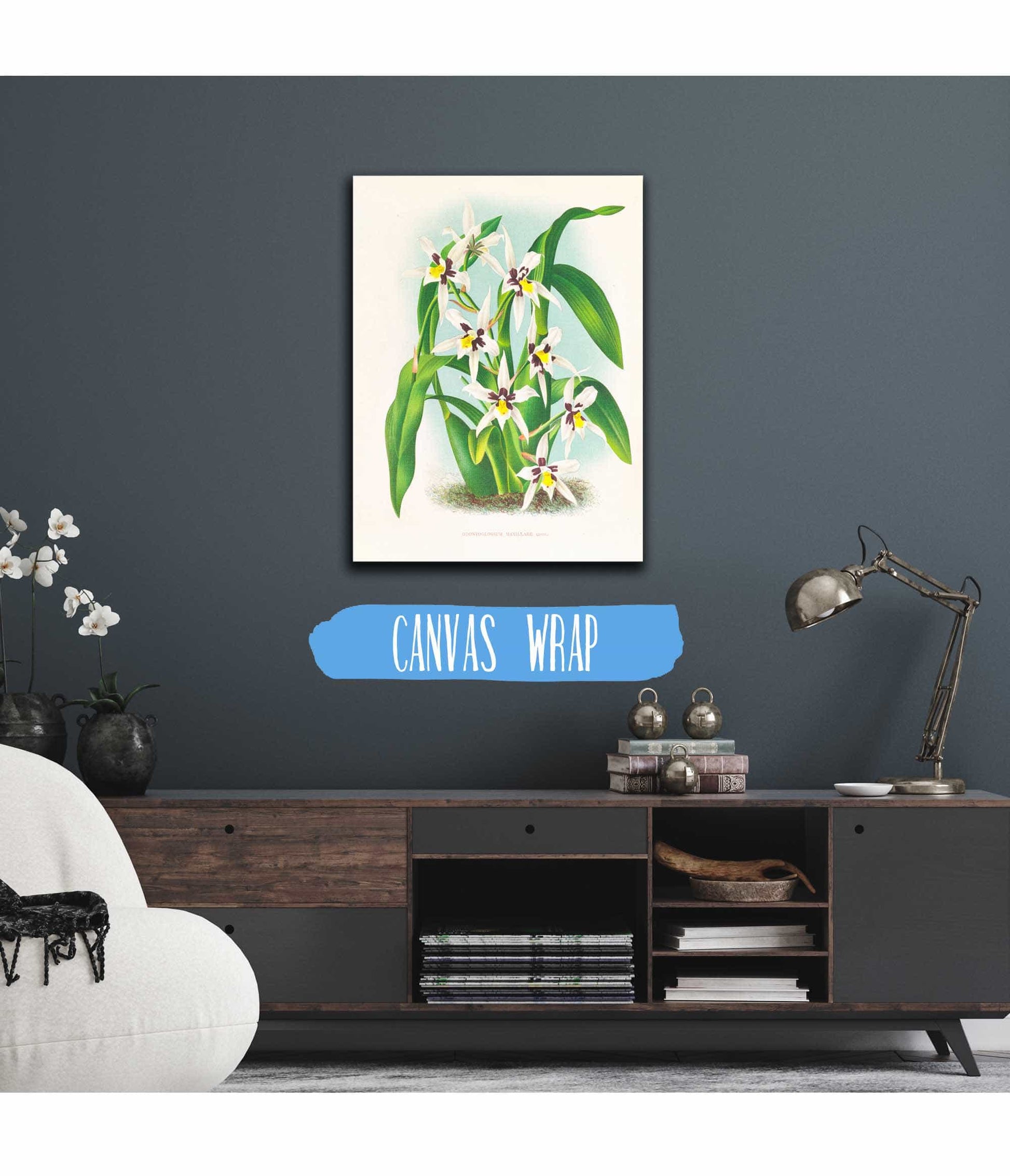 Odontoglossum Maxillare by Jean Jules Linden
