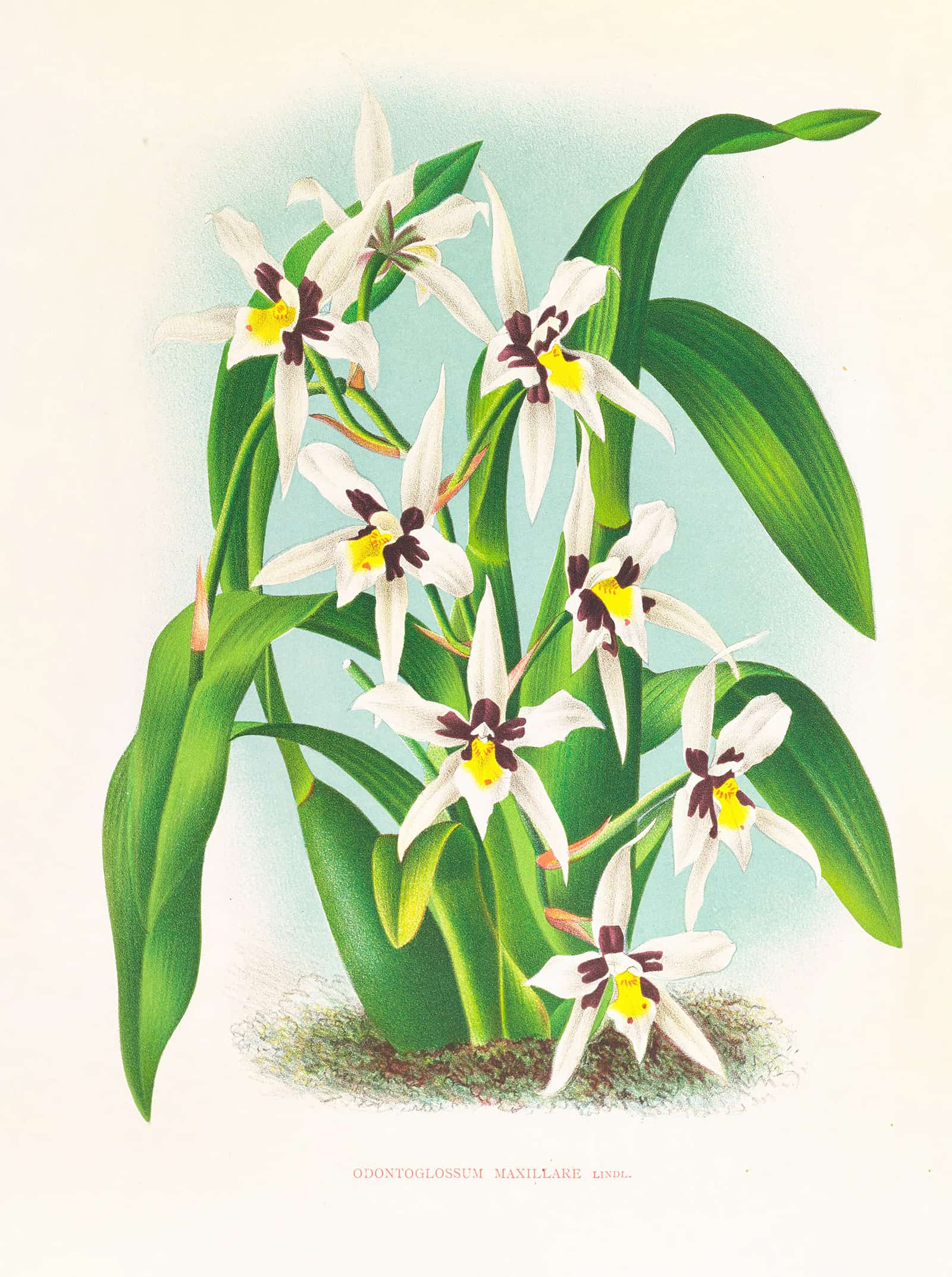 Odontoglossum Maxillare by Jean Jules Linden
