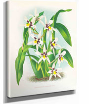 Odontoglossum Maxillare by Jean Jules Linden