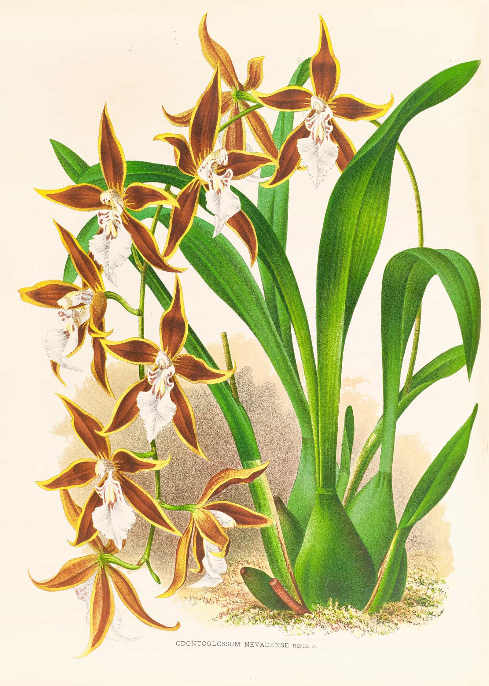 Odontoglossum Nevadense by Jean Jules Linden