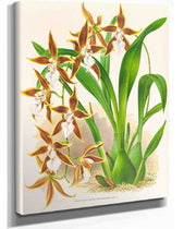 Odontoglossum Nevadense by Jean Jules Linden