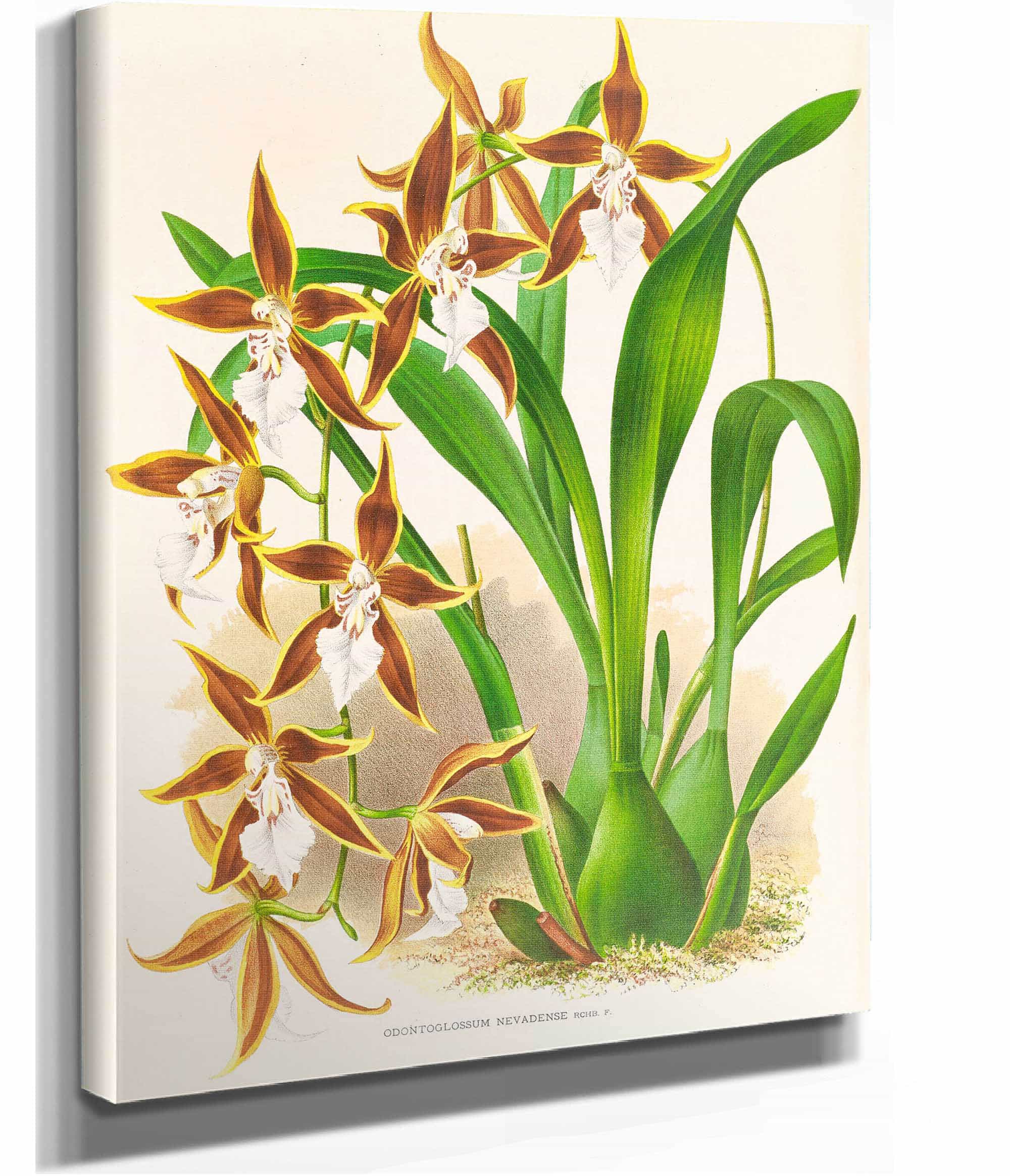 Odontoglossum Nevadense by Jean Jules Linden