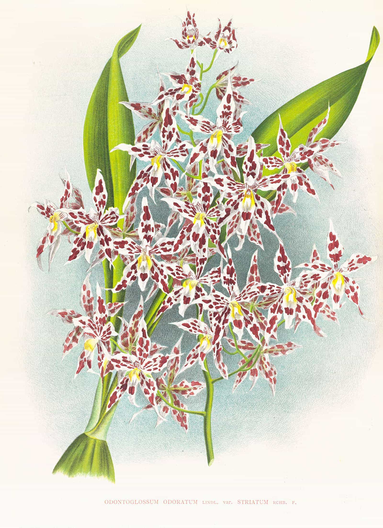 Odontoglossum Odoratum Var Striatum by Jean Jules Linden