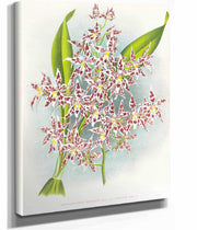 Odontoglossum Odoratum Var Striatum by Jean Jules Linden