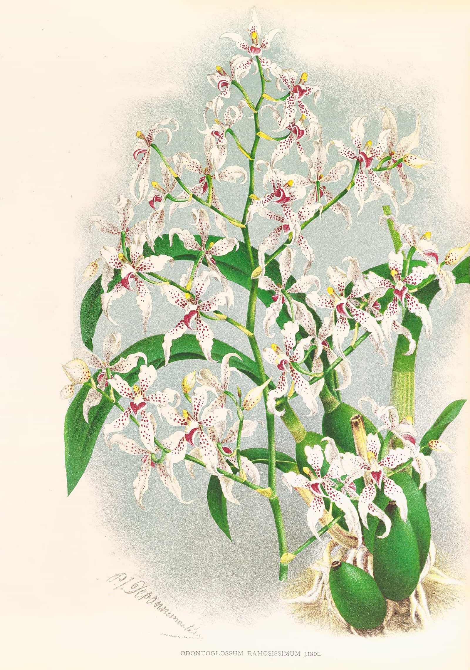 Odontoglossum Ramosissimum by Jean Jules Linden
