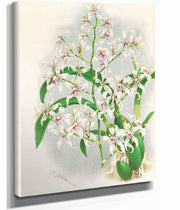 Odontoglossum Ramosissimum by Jean Jules Linden