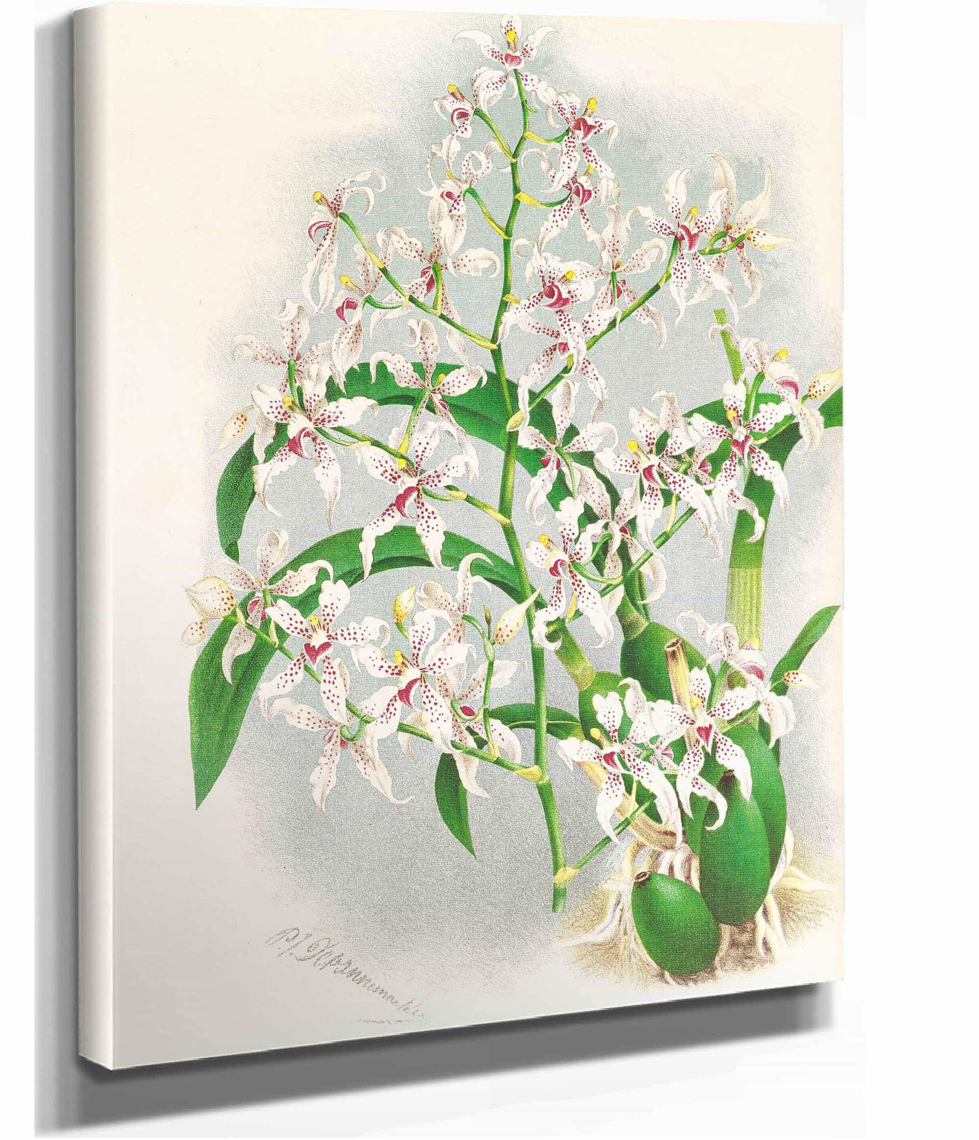 Odontoglossum Ramosissimum by Jean Jules Linden
