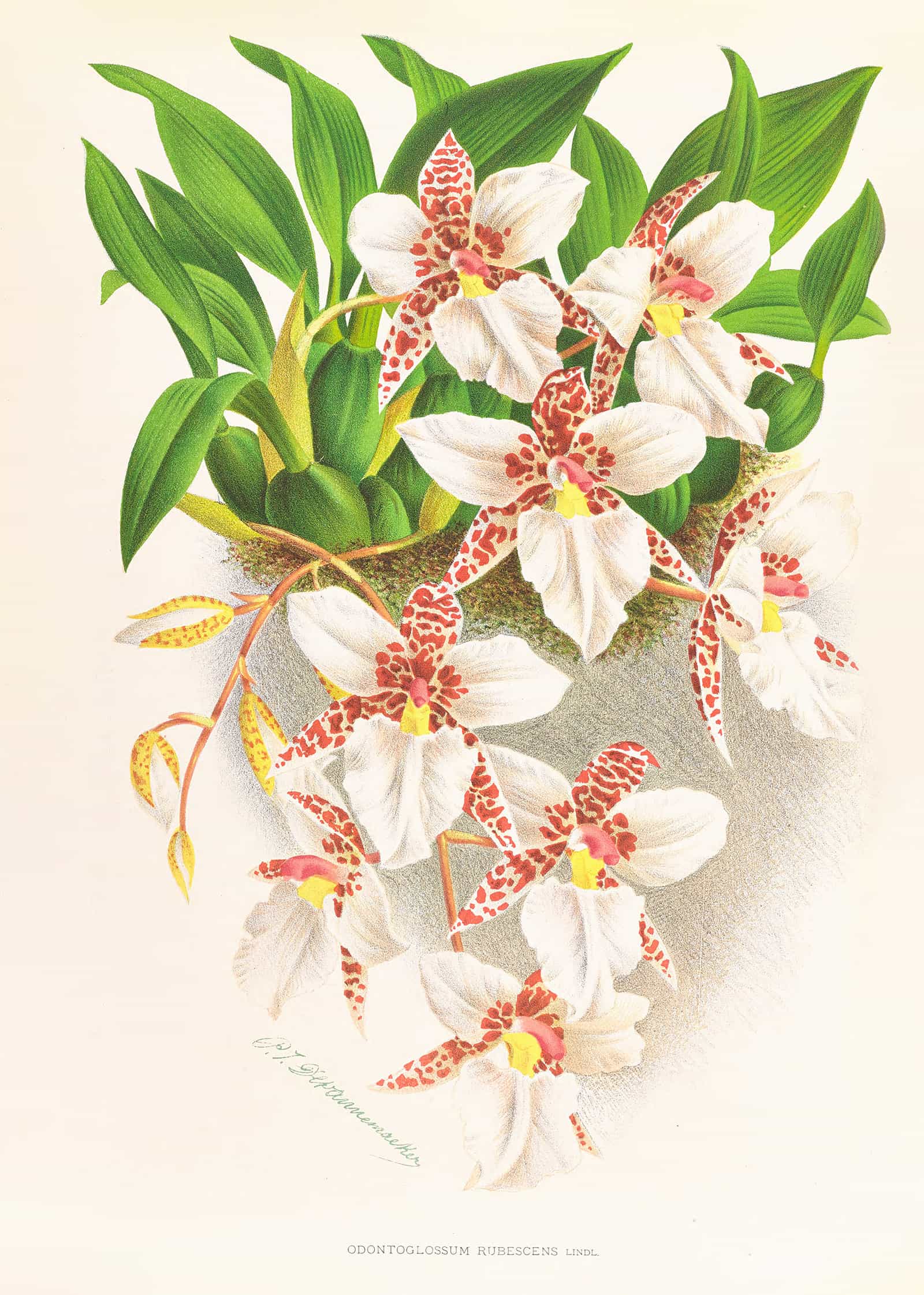 Odontoglossum Rubescens by Jean Jules Linden