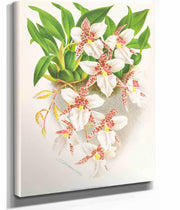 Odontoglossum Rubescens by Jean Jules Linden