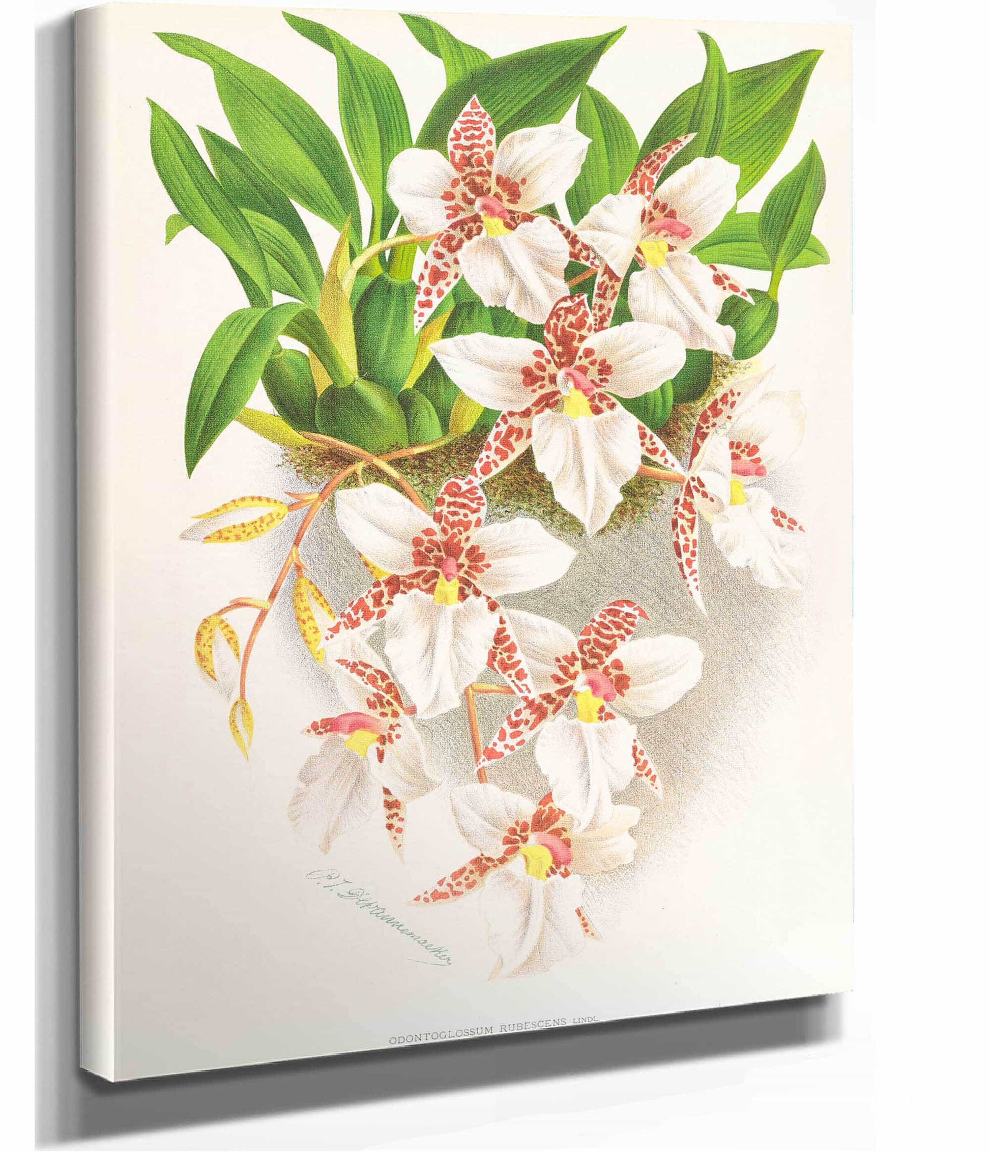 Odontoglossum Rubescens by Jean Jules Linden