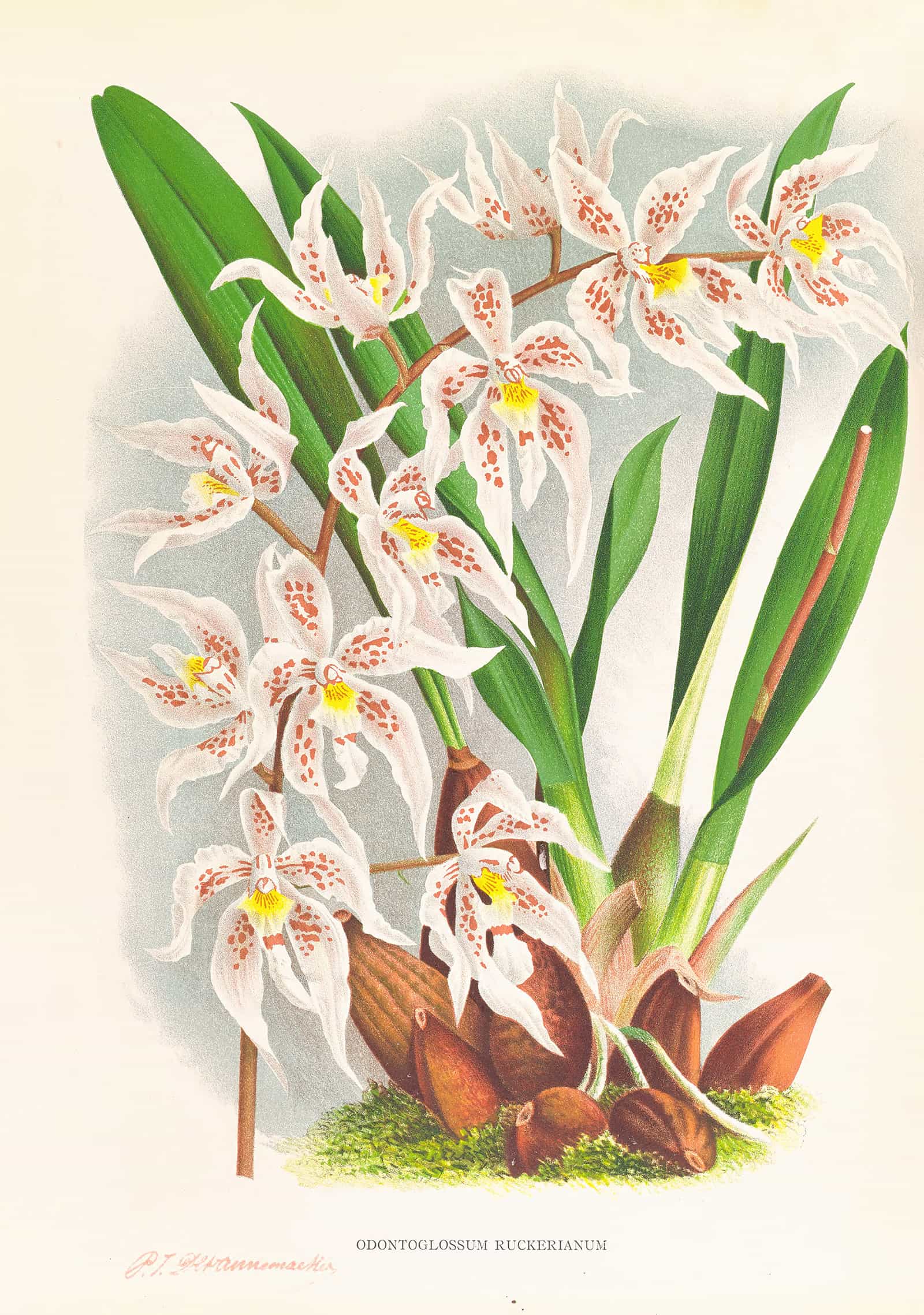 Odontoglossum Ruckerianum by Jean Jules Linden