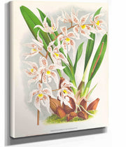 Odontoglossum Ruckerianum by Jean Jules Linden